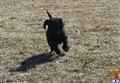 labrador retriever puppy posted by hoene buck branch